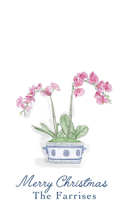 Christmas Orchid